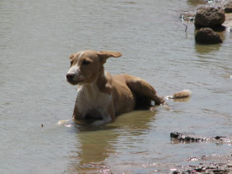 02 Un Chien Au Frais